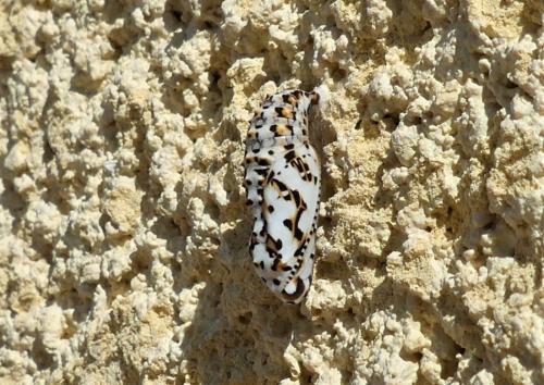 Réf. 327 794 : Melitaea didyma